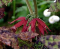 Podophyllum delavayi